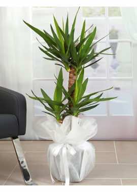 2'li Yucca Bitkisi