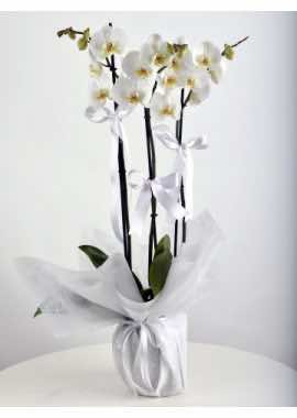 3 Dal Beyaz Orkide