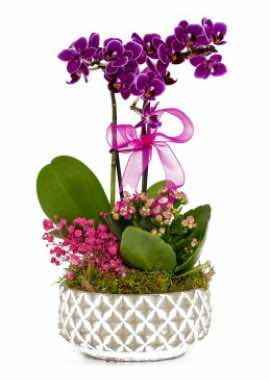 Dekoratif Saksıda Mini Orkide ve Kalancholar