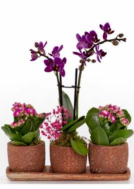 Beton Saksıda Mini Orkide ve Kalancholar