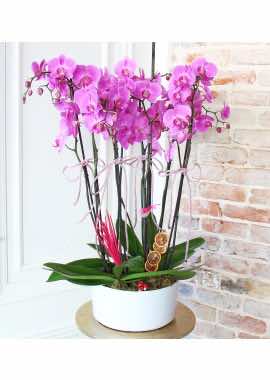 Özel Tasarım Mor Orkideler