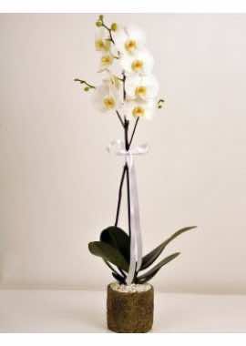 Tek Dal Phalanopsis Orkide